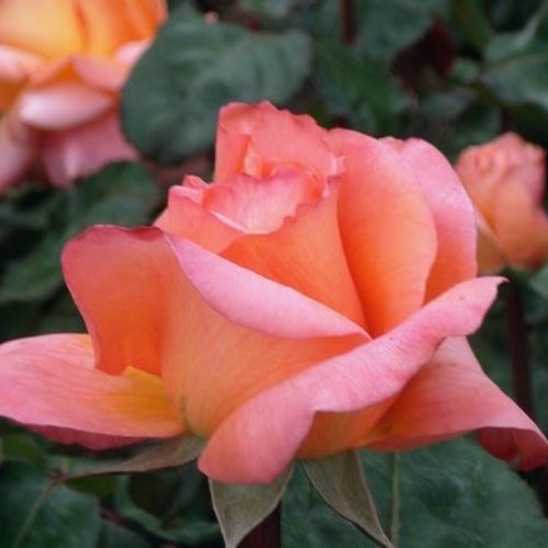 Rosa René Goscinny ® - portocaliu - roz - trandafir teahibrid